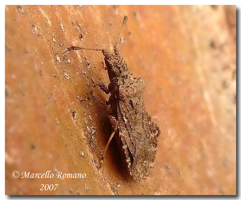 Arenocoris waltlii sotto corteccia d''eucalipto